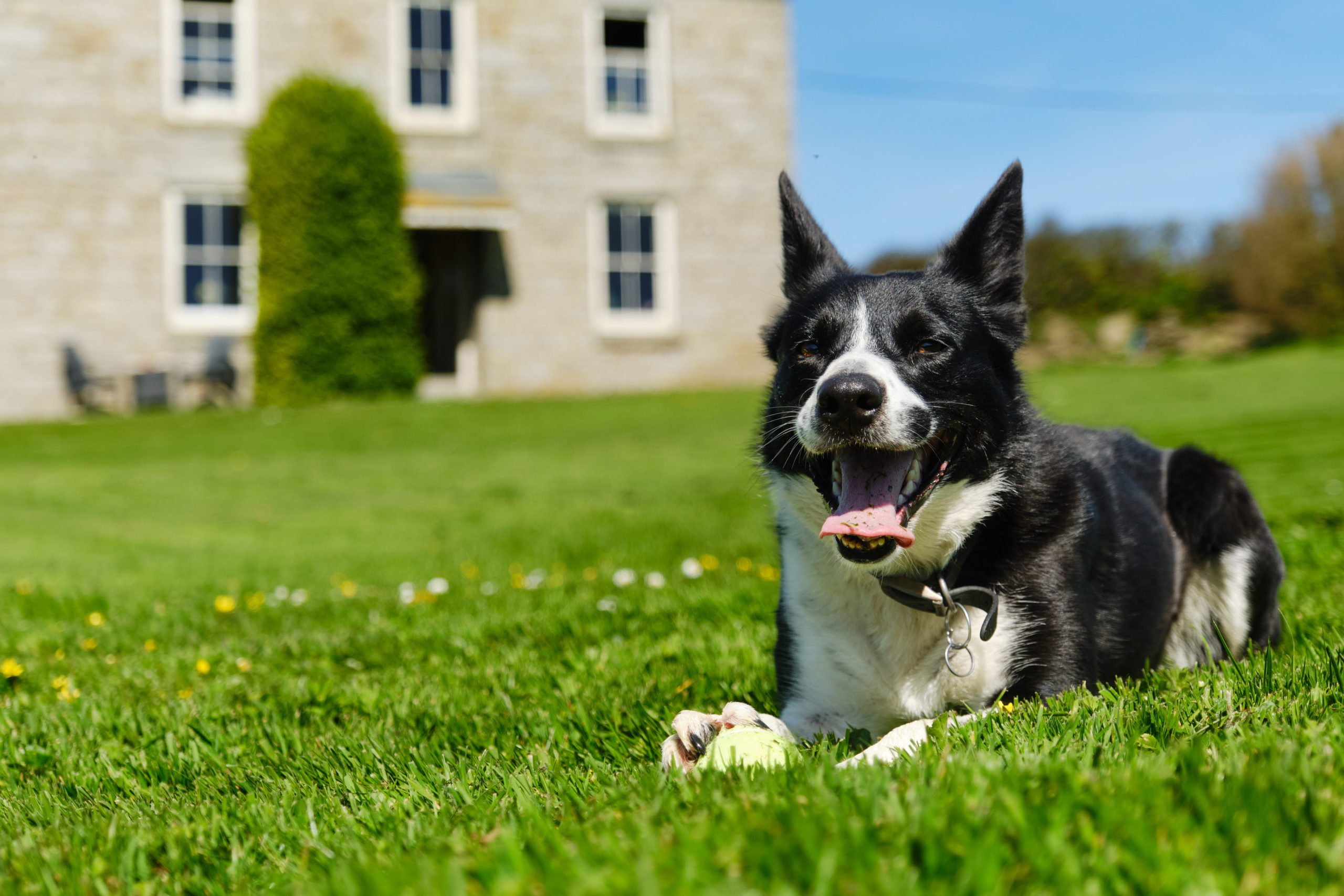 A happy dog in one of our dog-friendly holiday cottages